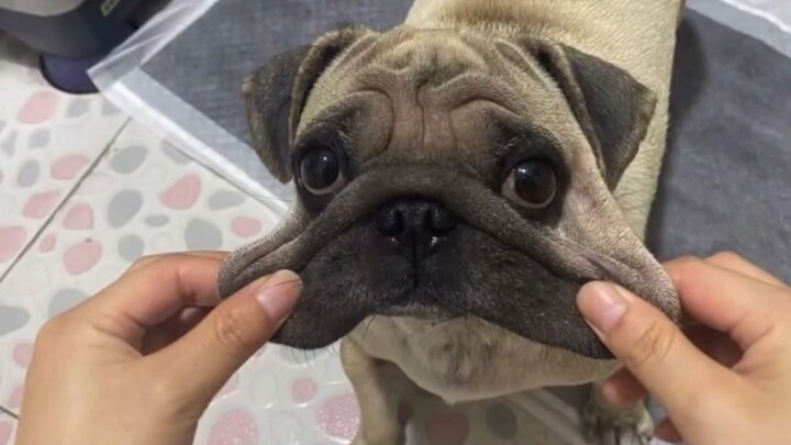 《Được được được, chó thế này à》