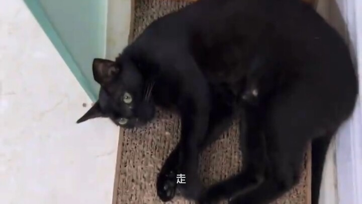 Look how awesome other black cats are!