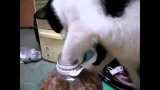 รวมคลิป แมวแสนรู้