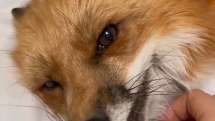 [Fox] A flustered fox lying flat on the bed, letting you tease it to your heart’s content ©irisha.za