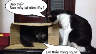 Tổng Hợp Video Chó Mèo Hài Hước Nhất 2023 | Funniest Cats And Dogs Video 😺😍 2023 | Part 06