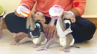 Lovely Family |  Adorable Little Maki And beautiful Baby Maku Sit To Drink Milk Together.