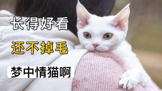 德文卷毛猫：好看就算了，还不掉毛，简直梦中情猫