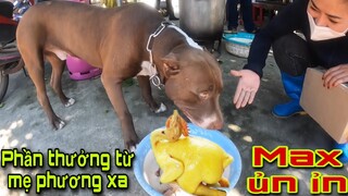 Phần Thưởng Đặc Biệt Cho Chiến Binh Thợ Săn Số 1 Việt Nam . Pitbull Max | Săn Bắt Ẩm Thực Vùng Cao