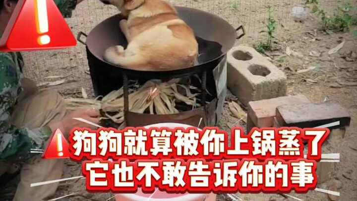 Rahasia yang tidak mau diungkapkan anjing kepadamu