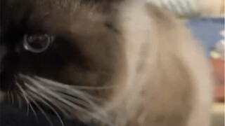 แมว: ท่านเจ้านาย...โปรดอย่าผลักผมออกไปเลยนะคะ! ได้โปรดเถอะ!