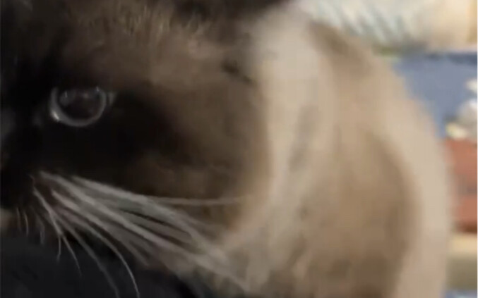 แมว: ท่านเจ้านาย...โปรดอย่าผลักผมออกไปเลยนะคะ! ได้โปรดเถอะ!