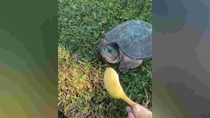 Try Not To Laugh - Dogs And Cats Cute Reaction