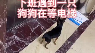 Perjalanan yang indah bersama seekor anjing