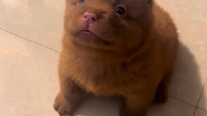 Anjing kampung kecil yang baru saja dibeli sangat manja