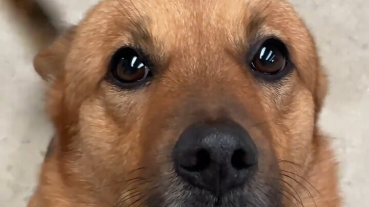 This sweet-faced little dog is the master of winning people over!