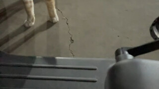 هل لا يزال هناك من يشك في ترويض القطط الضالة؟