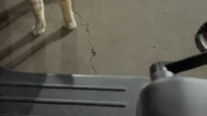 驯服流浪猫这一块，还有质疑吗