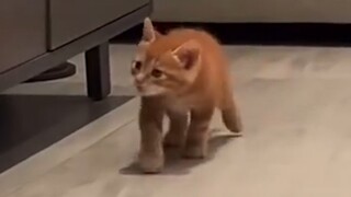 🎵 เหมียว↓วู้ว↑～ 🎵