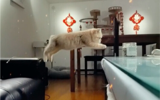 سمعت أنوكم بتستخفوا بالقطط الصغيرة ذات البطن الكبير؟