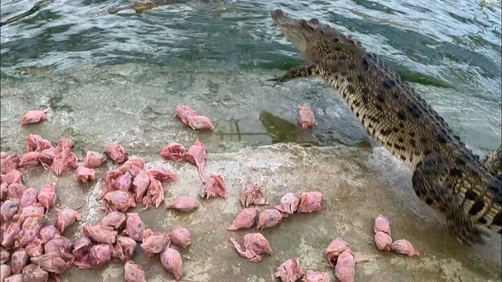 It’s been ages since I last checked on the crocodile pond—every visit brings a pleasant surprise.