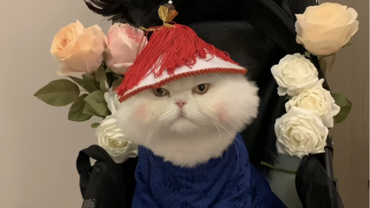 Người ta định đi bái đường chứ đâu phải lên công đường!