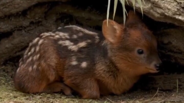 Rusa South Pudu itu sangat lucu!
