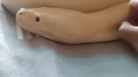 Snake spirit illness
