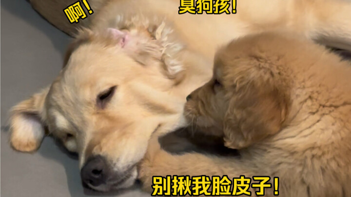 เด็กดื้อ! แมวยังรำคาญ! น่ารำคาญสุดๆ ล้างออกเลย!!!