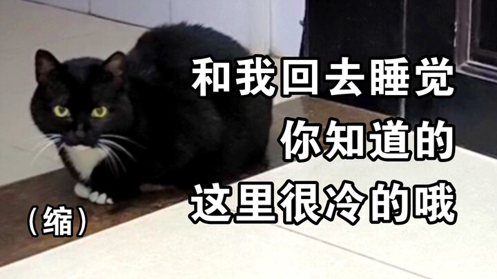 Ketika kucing menyadari bahwa berpura-pura menggemaskan bisa membuat orang tertidur