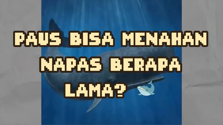 SEBERAPA LAMA PAUS BISA MENAHAN NAPAS? 🐋