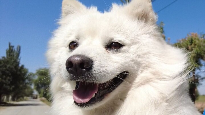 Low battery: solo dog experience failed
