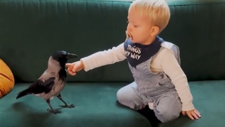 The interspecies friendship between a two-year-old and a crow