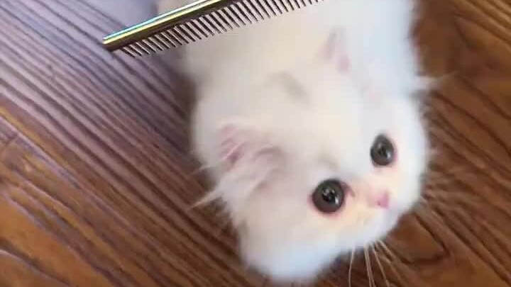 น้องแมวตัวสวยทุกตัวควรรีบขอให้คนแปรงขนให้!