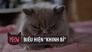 Ý Nghĩa Đằng Sau 11 Hành Động Kỳ Lạ Của Mèo Cưng | Meow | Coi Là Ghiền