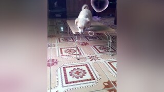 Tập thể dục 😂 yeucho yeuchomeo cún cúncon chó chómèo chócon chó_cưng chókhôn yeuchomeo cưng chócute pet dog dogsoftiktok tậpthểdục