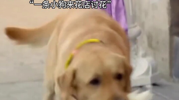 "Xiao Qi asks for flowers only to give to his master