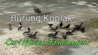 Burung Koplak Curi Makan Rombongan || video lucu - blands hidayat