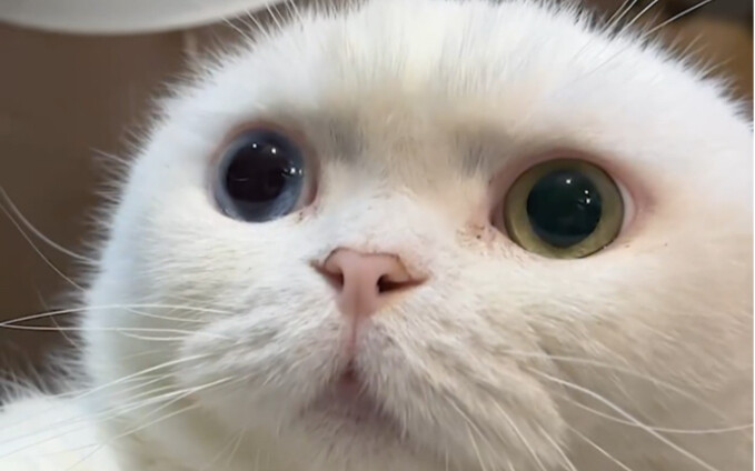 Do cats with short legs not have a place in the family?