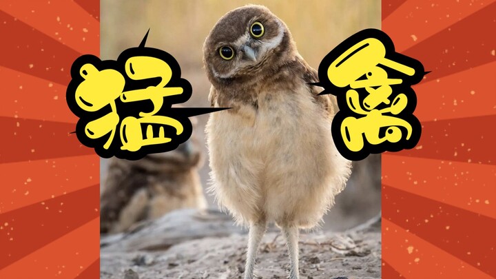 Burrowing Owl: An owl that lives in burrows—and surprisingly, it eats this kind of thing!