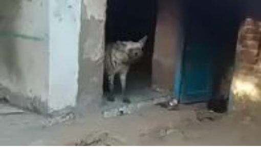 #wolf ghar ke andar aa gya hai