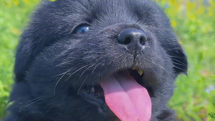 [Everything Is Adorable] “Why Are Baby Animals So Cuteness Overload?”