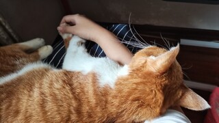 Hari Terakhir Kehidupan Dami Si Kucing
