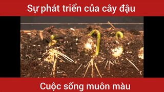 Sự phát triển của cây đậu                         #videohaynhat