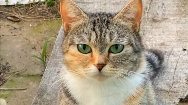 ขำตาย! ฉันไม่อยู่บ้าน คุณย่าเลี้ยงแมวจรตาเขียวจนอ้วนเหมือนหมูเลย!