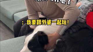 养狗人回家过年有多爽