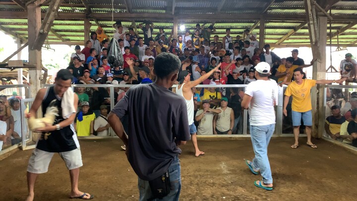 Gilmore Hatch Cross To Kelso 1x winner