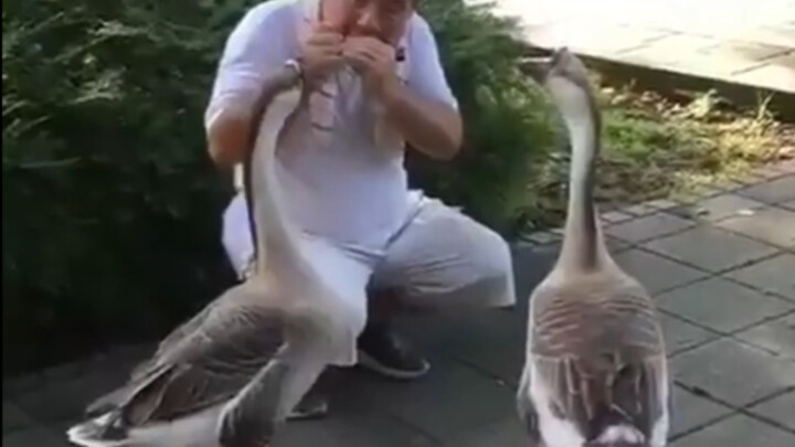 Cross-species soulmates