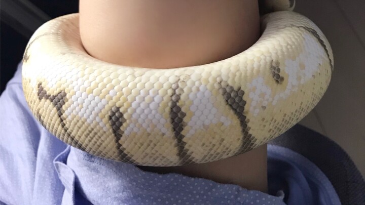During mating season, the male snake’s restless little feet