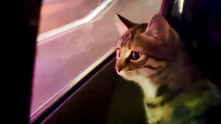 I found a kitten while carpooling after get off work.