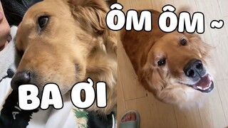 Nhà có một cô nương thích nhõng nhẽo với baba 😂 | Pets TV