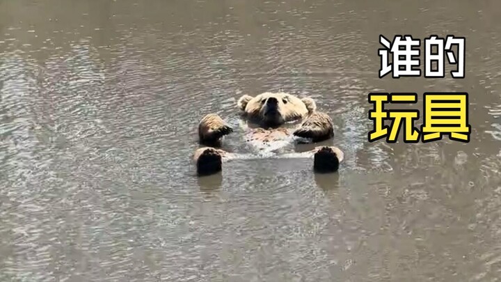Those fun animal videos!