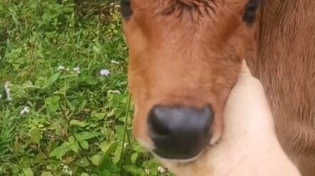 Sapi kecil yang baru lahir, masih hangat!