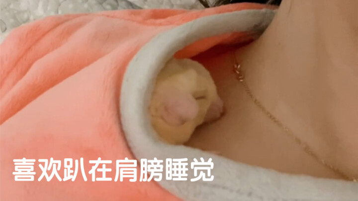 Chuột sóc bay túi mật – có một bé cưng quấn người thì cảm giác như thế nào cơ chứ!