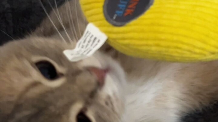 When the cat plays with a banana for the first time